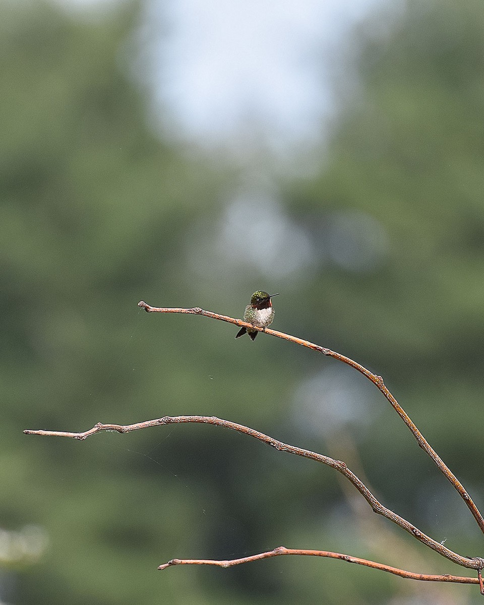 Ruby-throated Hummingbird - ML592314391