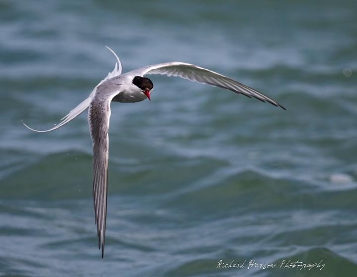 Arctic Tern - ML59231861