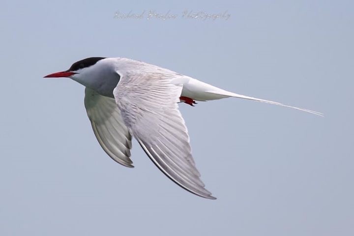 Arctic Tern - ML59231891