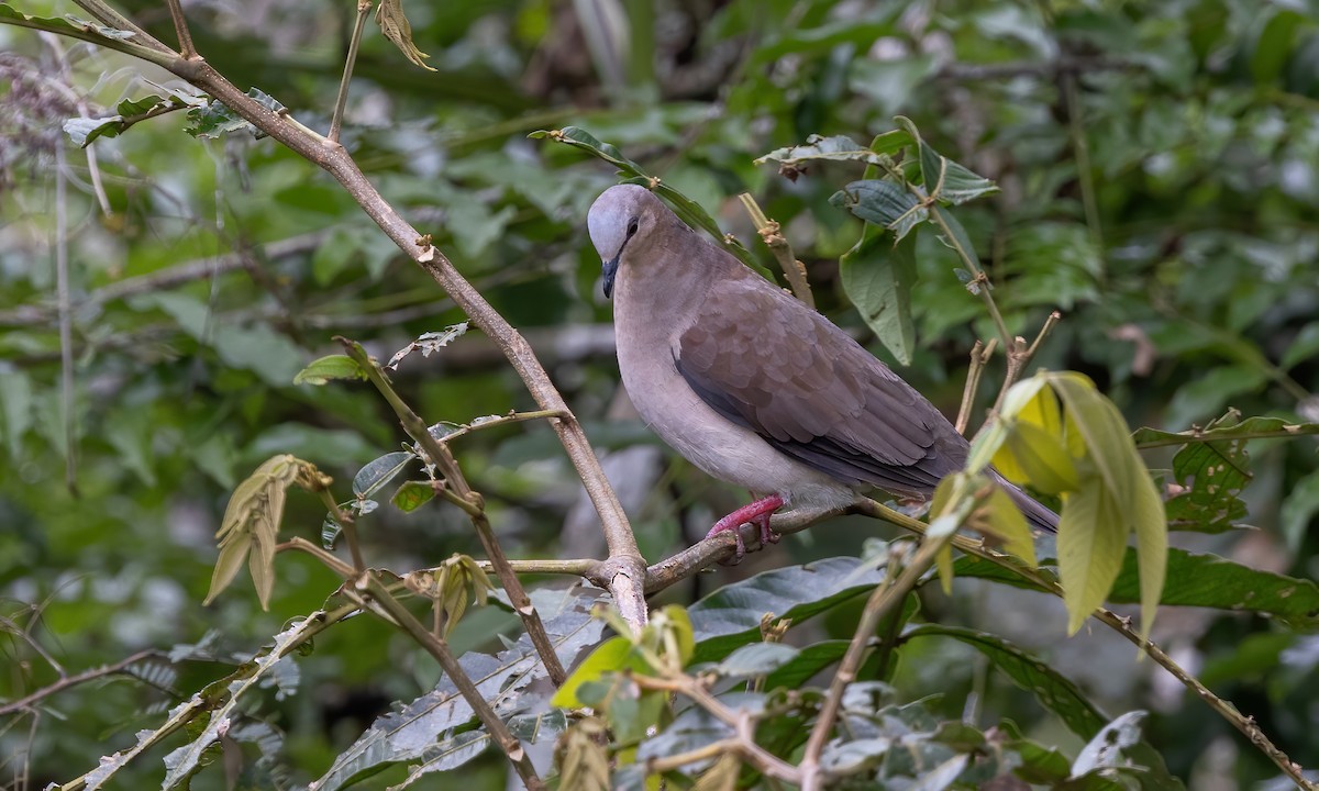 Gray-fronted Dove - ML592318921