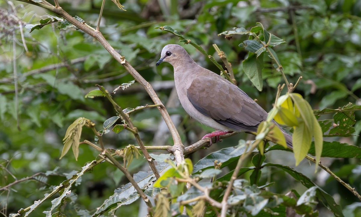 Gray-fronted Dove - ML592318931
