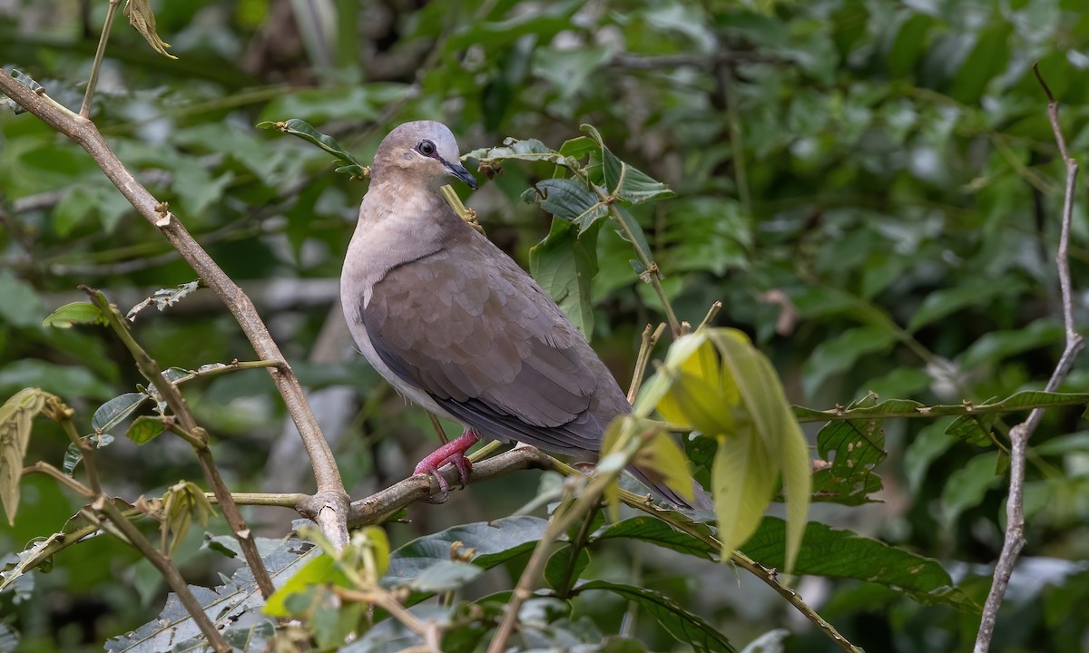 Gray-fronted Dove - ML592318941