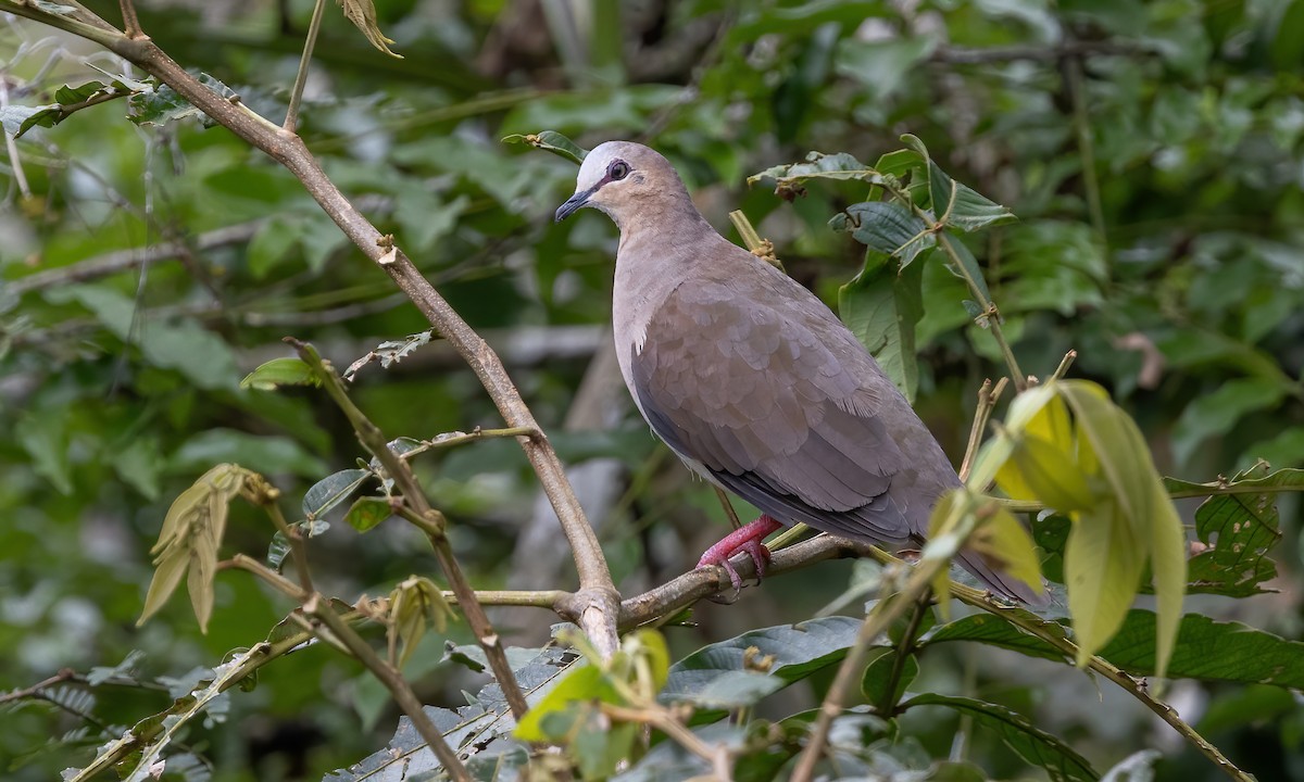 Gray-fronted Dove - ML592318951