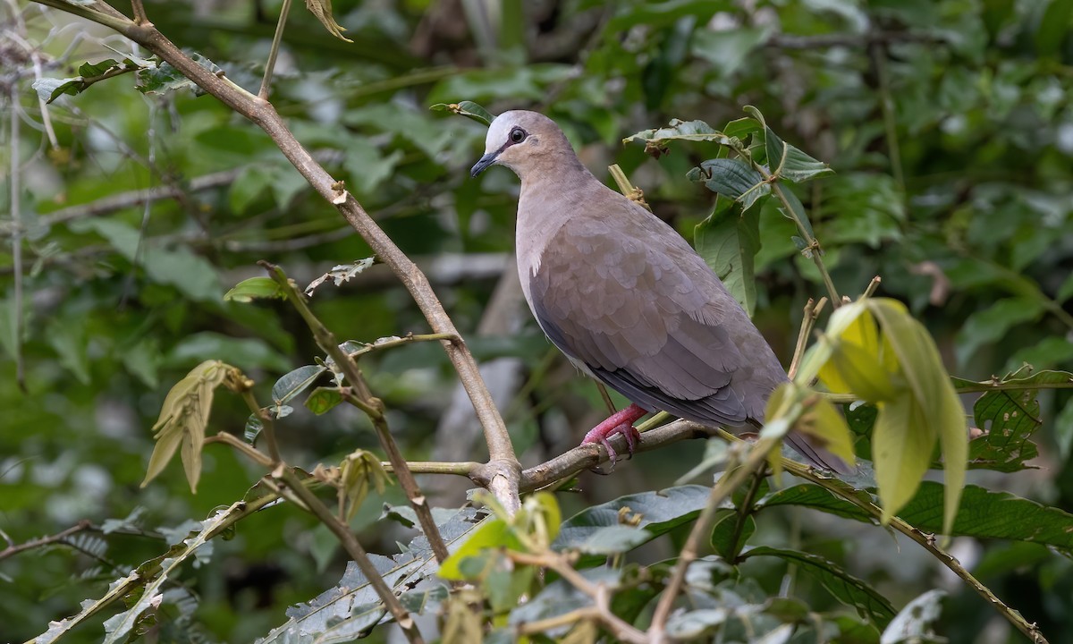 Gray-fronted Dove - ML592318961