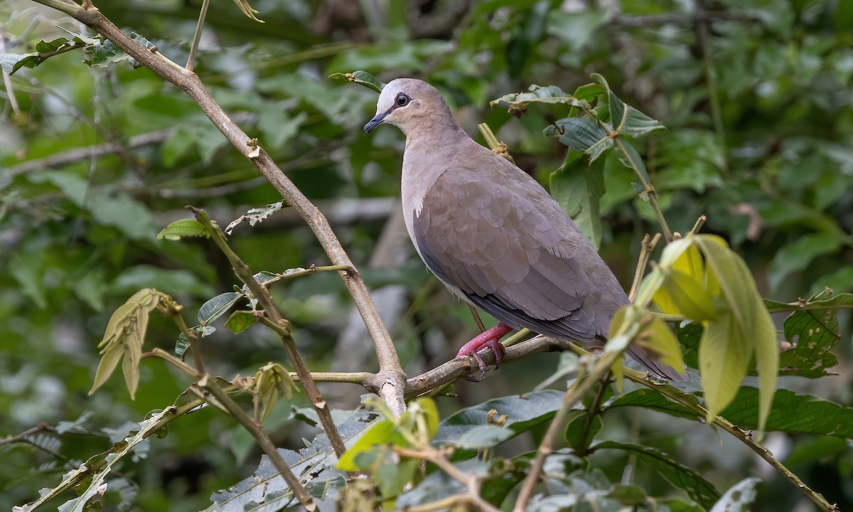 Gray-fronted Dove - ML592318971