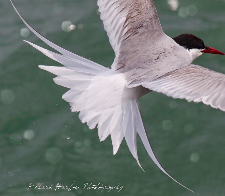 Arctic Tern - Richard Hattaway