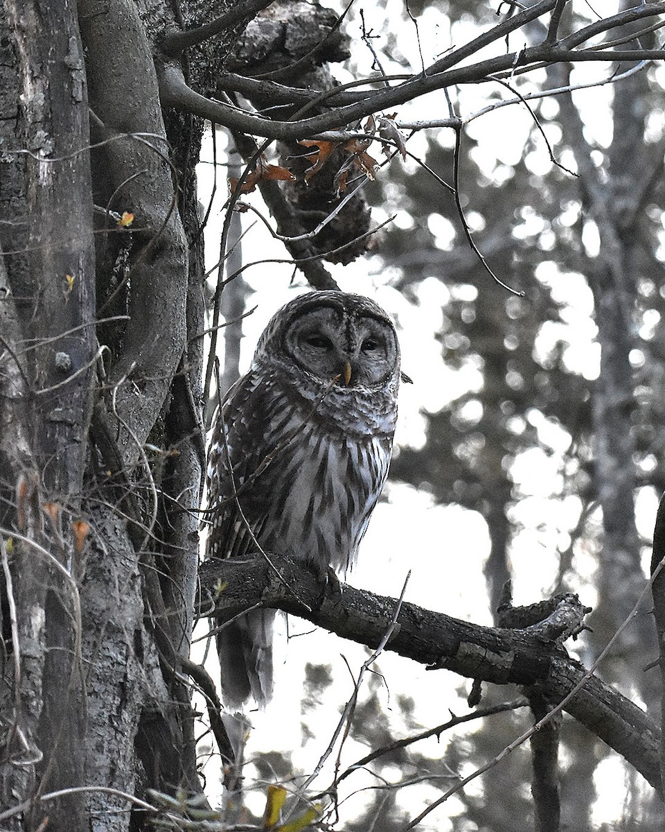Barred Owl - ML592319521