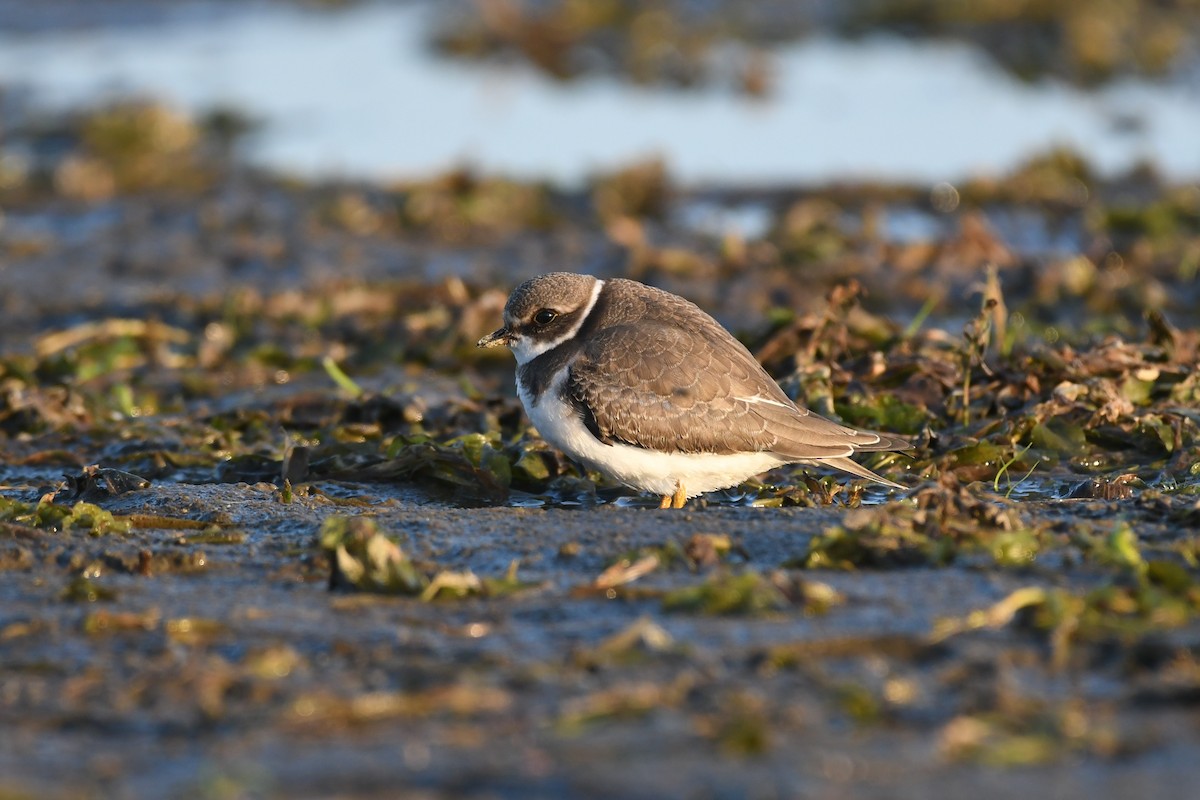 Semipalmated Plover - ML592325111