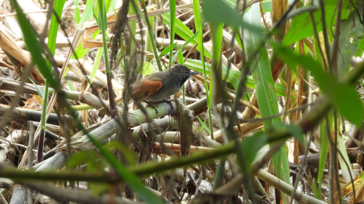 White-bellied Spinetail - ML592327311