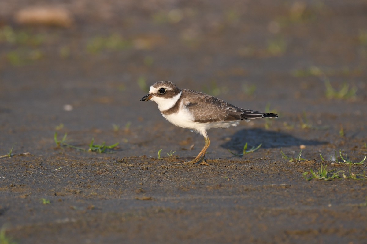 Semipalmated Plover - ML592327331