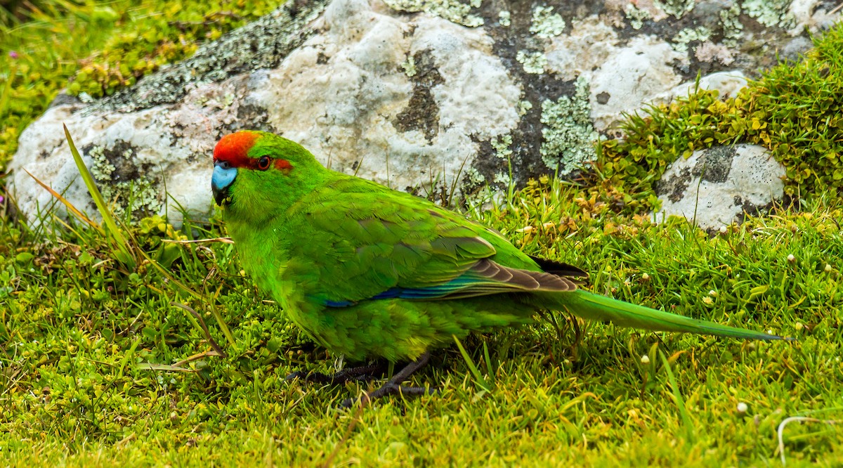 Red-crowned Parakeet - ML592327521