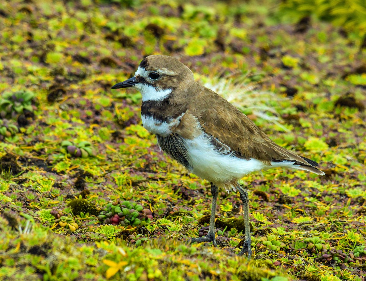 Double-banded Plover - ML592327831