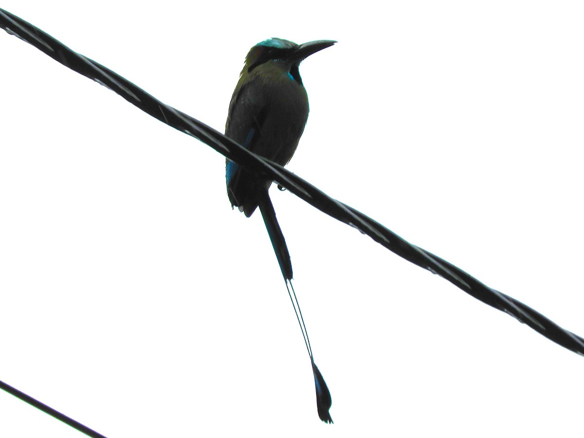 Turquoise-browed Motmot - ML592328141