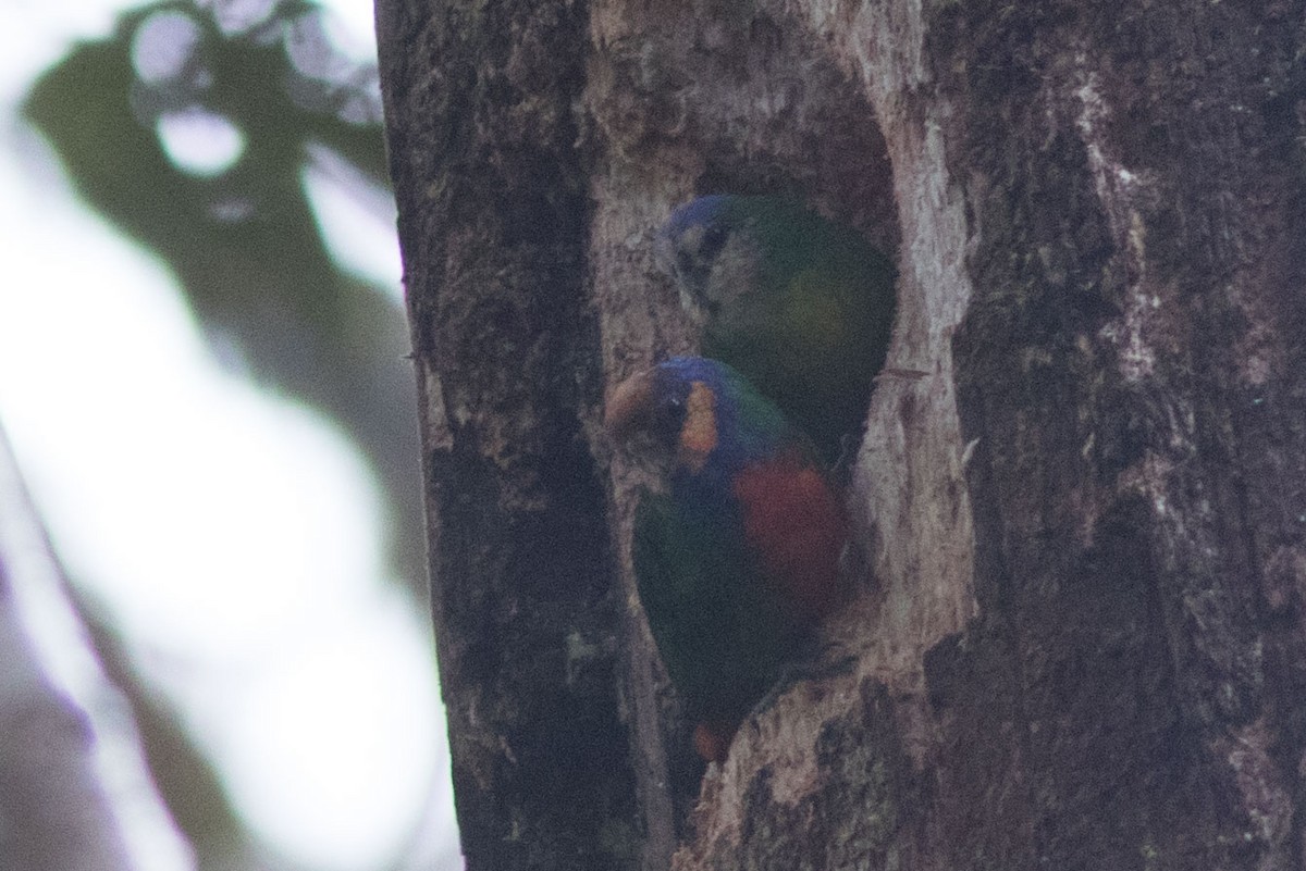 Red-breasted Pygmy-Parrot - ML592339331