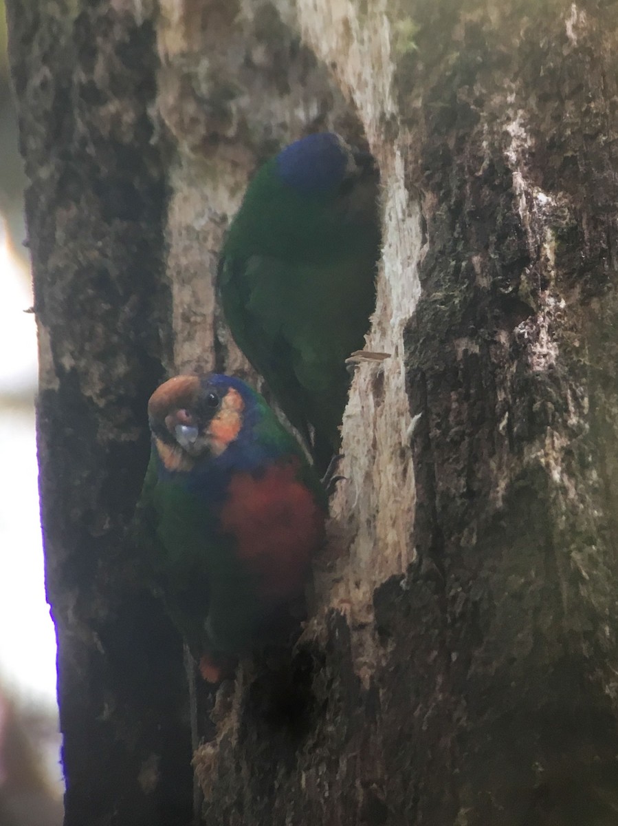 Red-breasted Pygmy-Parrot - ML592339391
