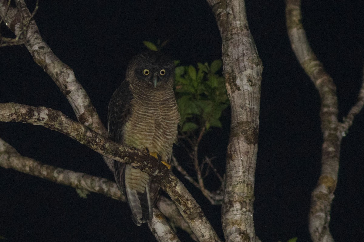 Rufous Owl - ML592341551