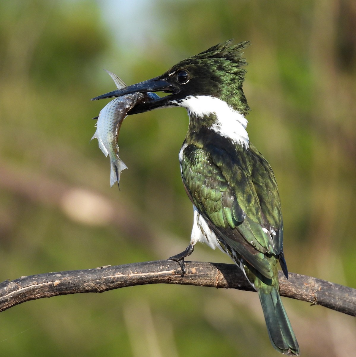 Amazon Kingfisher - Selene Davey