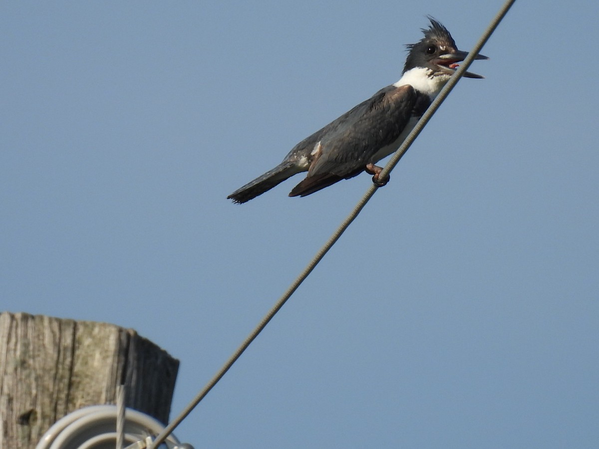 Belted Kingfisher - ML592343941