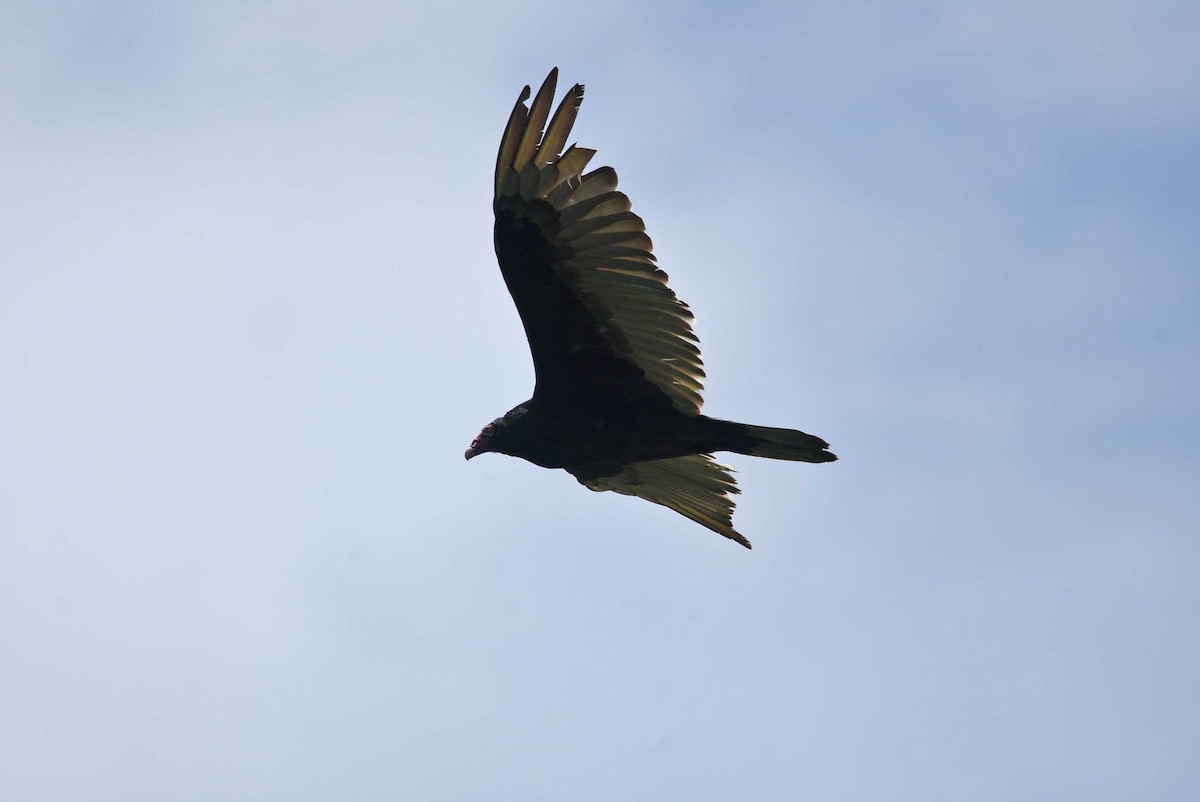 Turkey Vulture - ML59234591