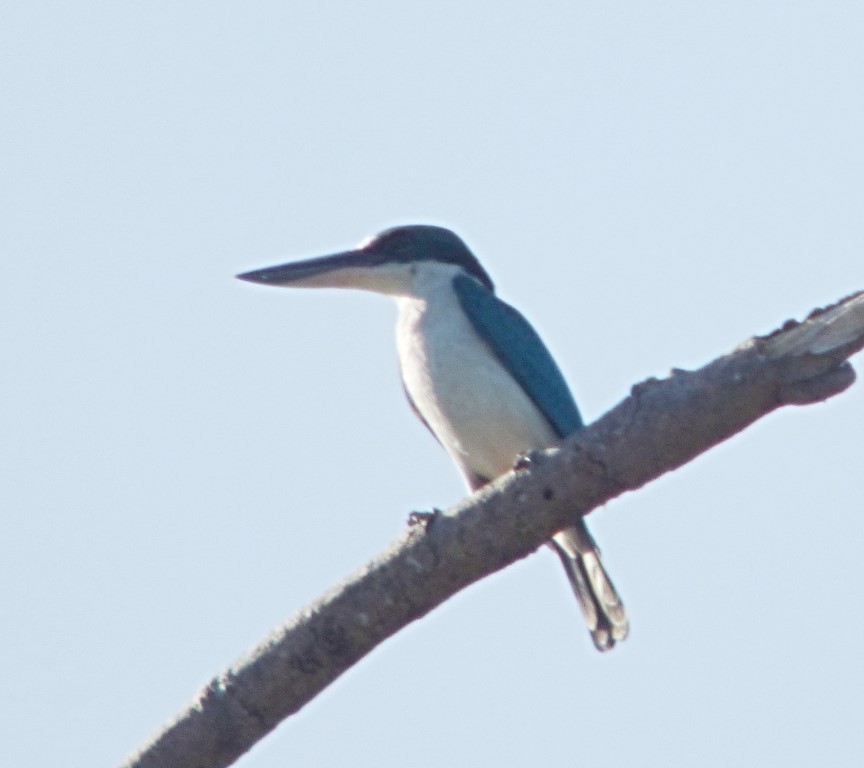 Collared Kingfisher - ML59234701