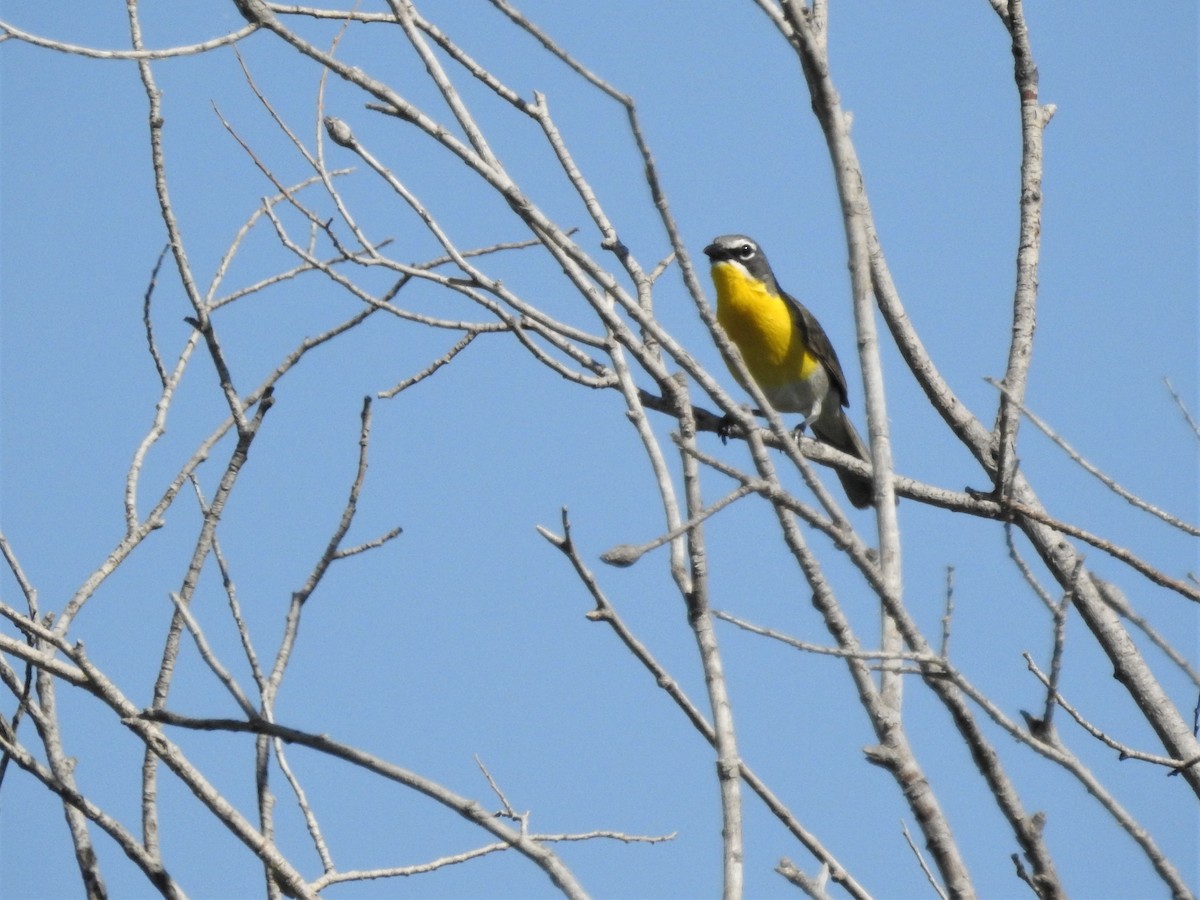 Yellow-breasted Chat - ML592349831