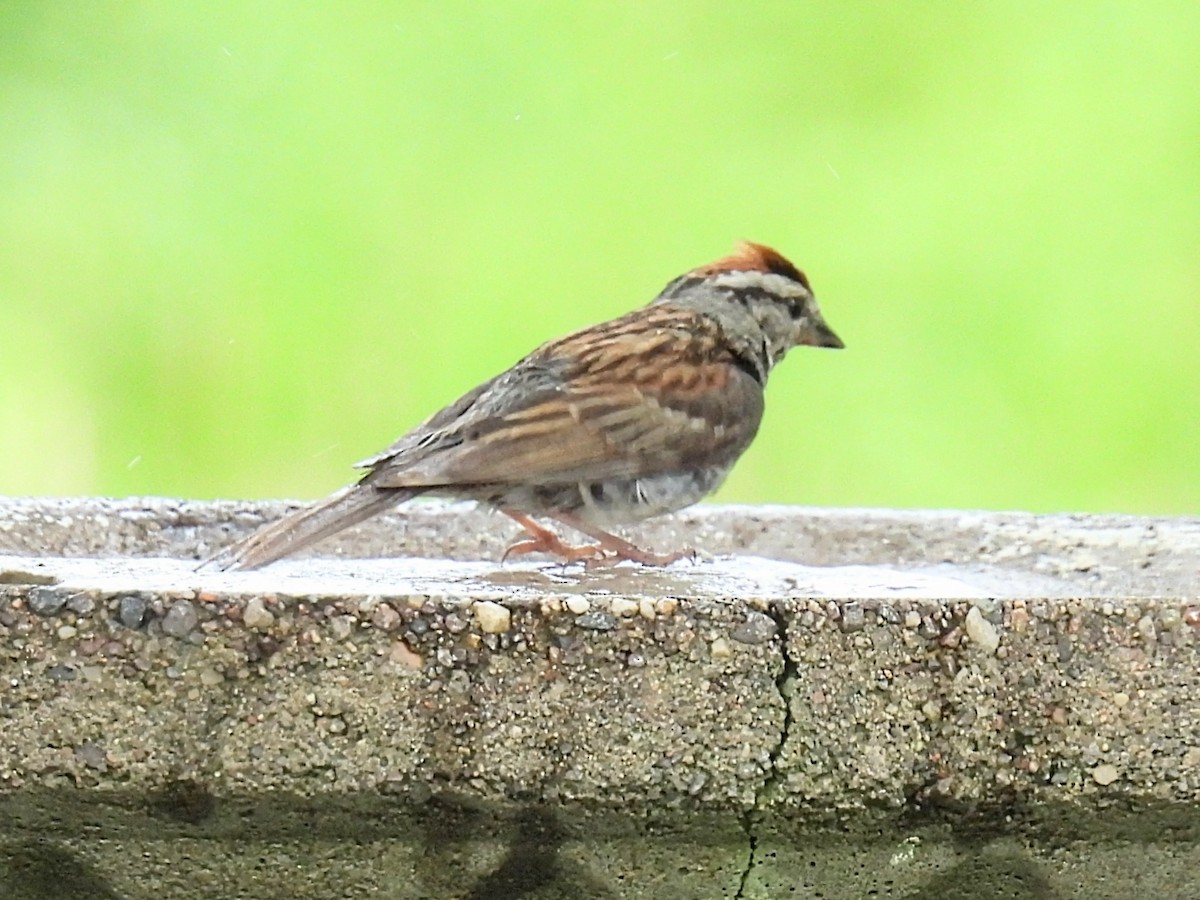 Chipping Sparrow - ML592349941