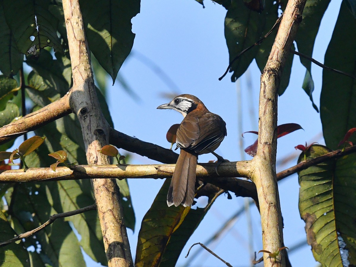 Greater Necklaced Laughingthrush - ML592350061