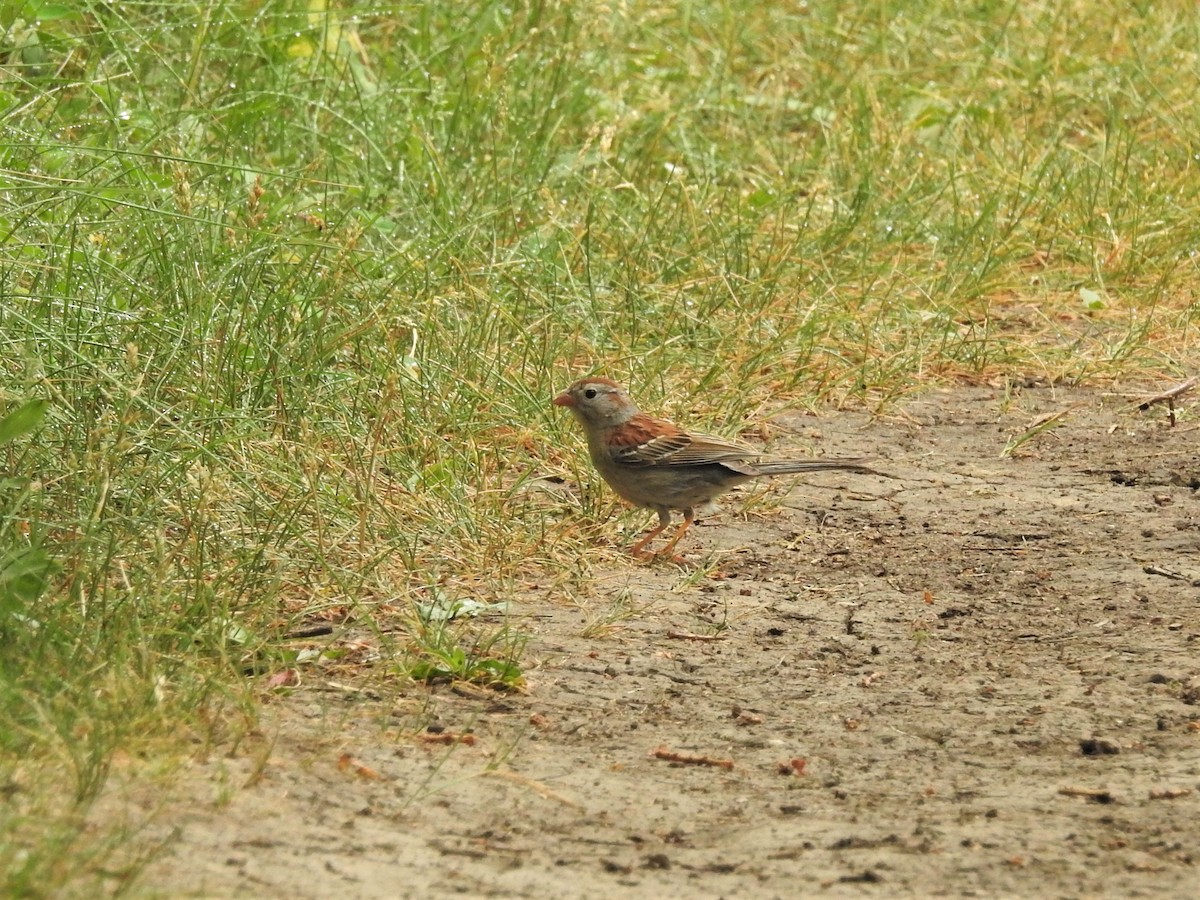 Field Sparrow - ML592350101