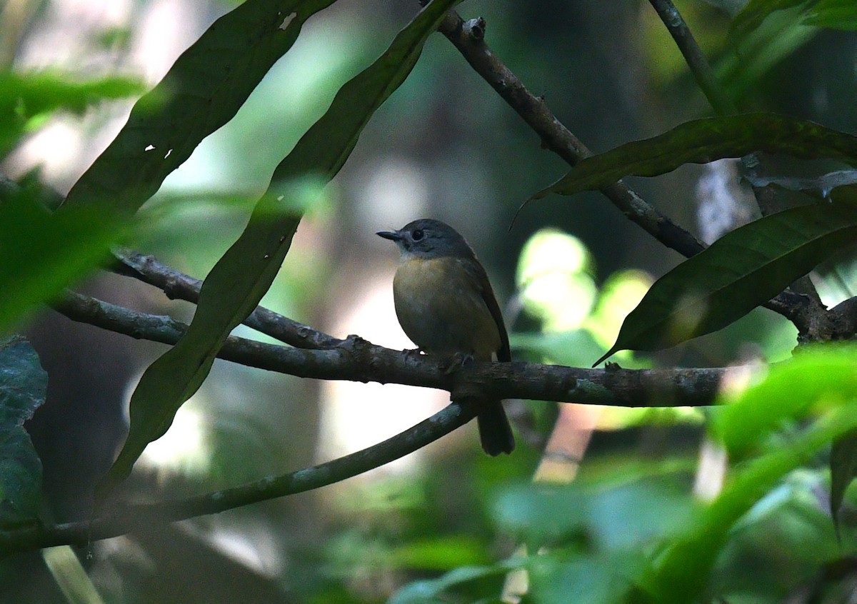 Pale-chinned Flycatcher - ML592350211