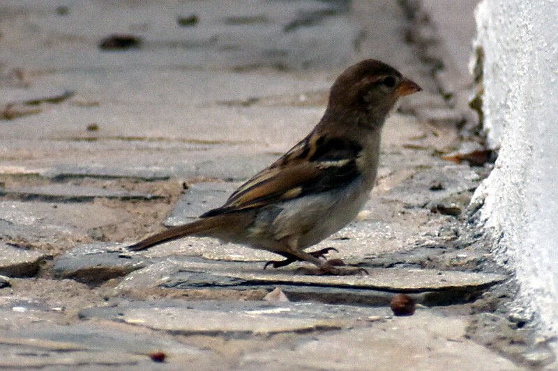 House Sparrow - ML592359451