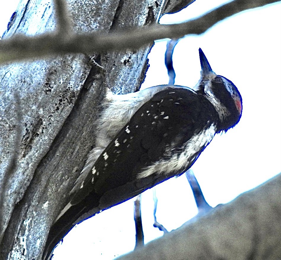 Hairy Woodpecker - ML592363371
