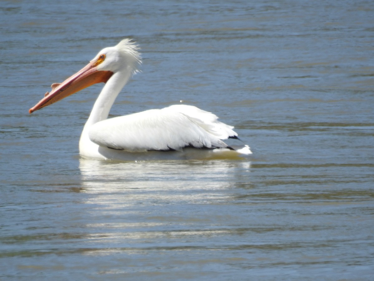 American White Pelican - fai eva