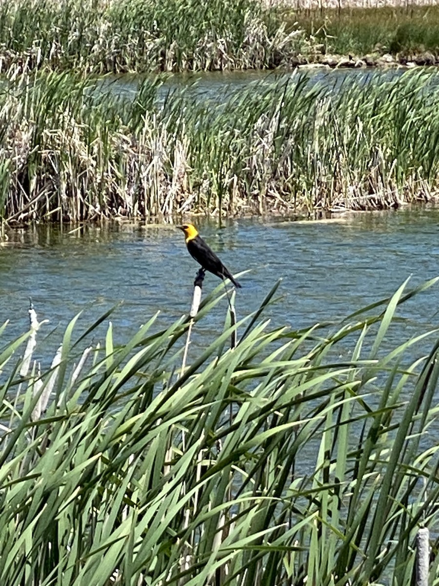 Yellow-headed Blackbird - ML592369681