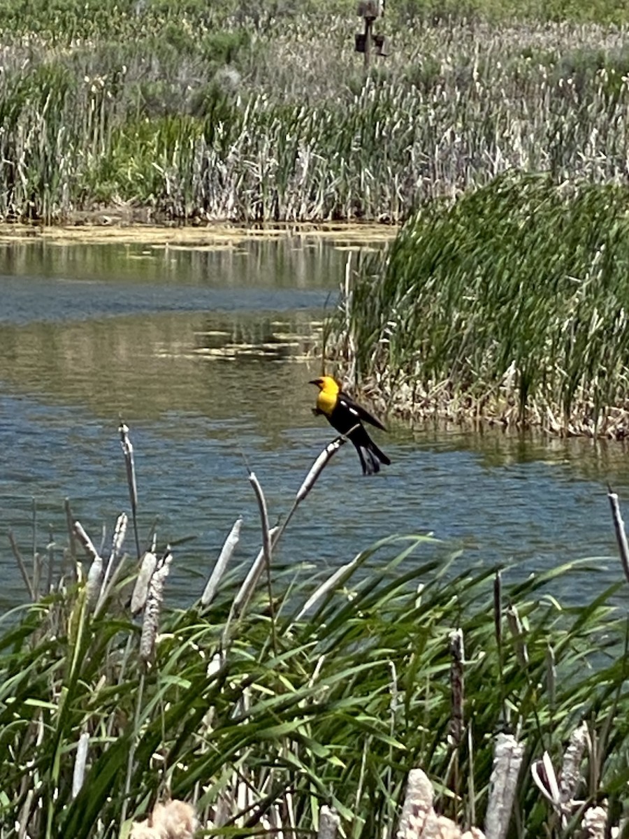Yellow-headed Blackbird - ML592369791