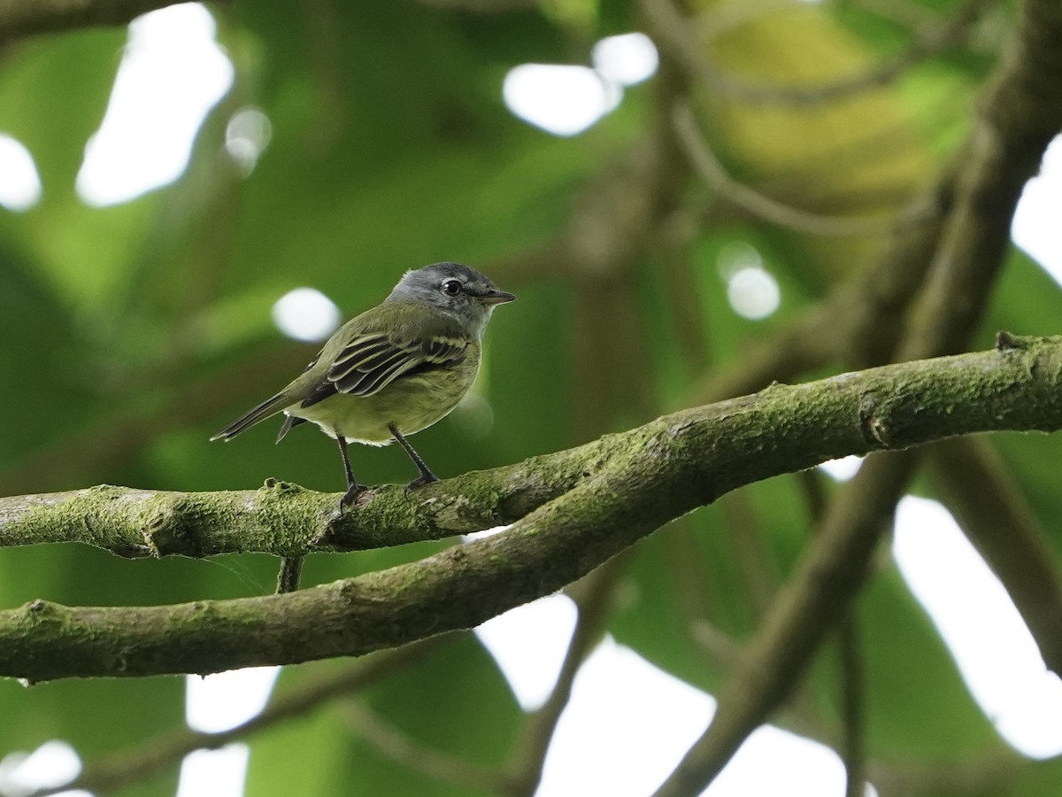 White-fronted Tyrannulet - ML592370541