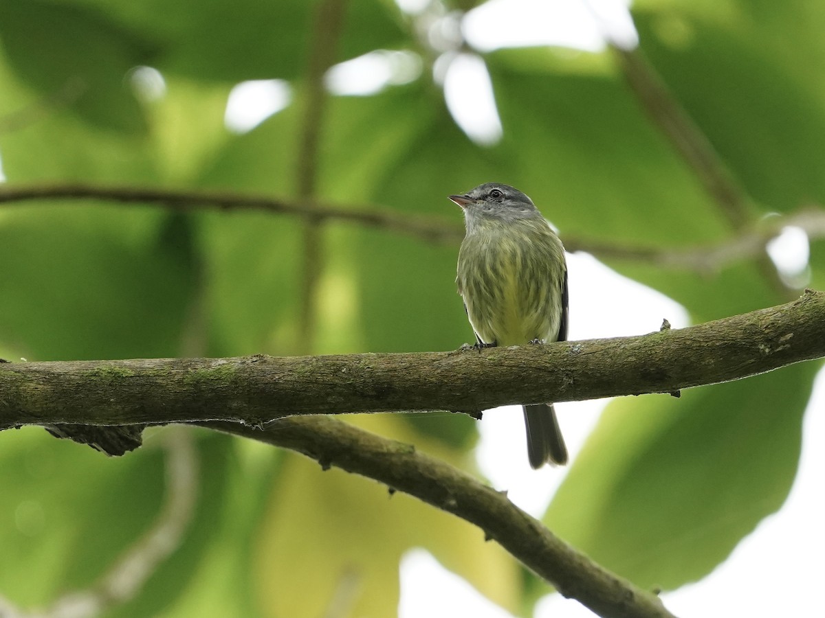 White-fronted Tyrannulet - ML592370551