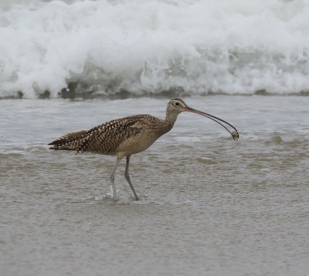 Long-billed Curlew - ML592372741