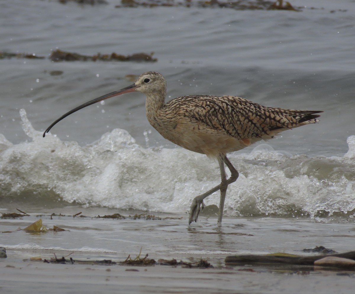 Long-billed Curlew - ML592372751