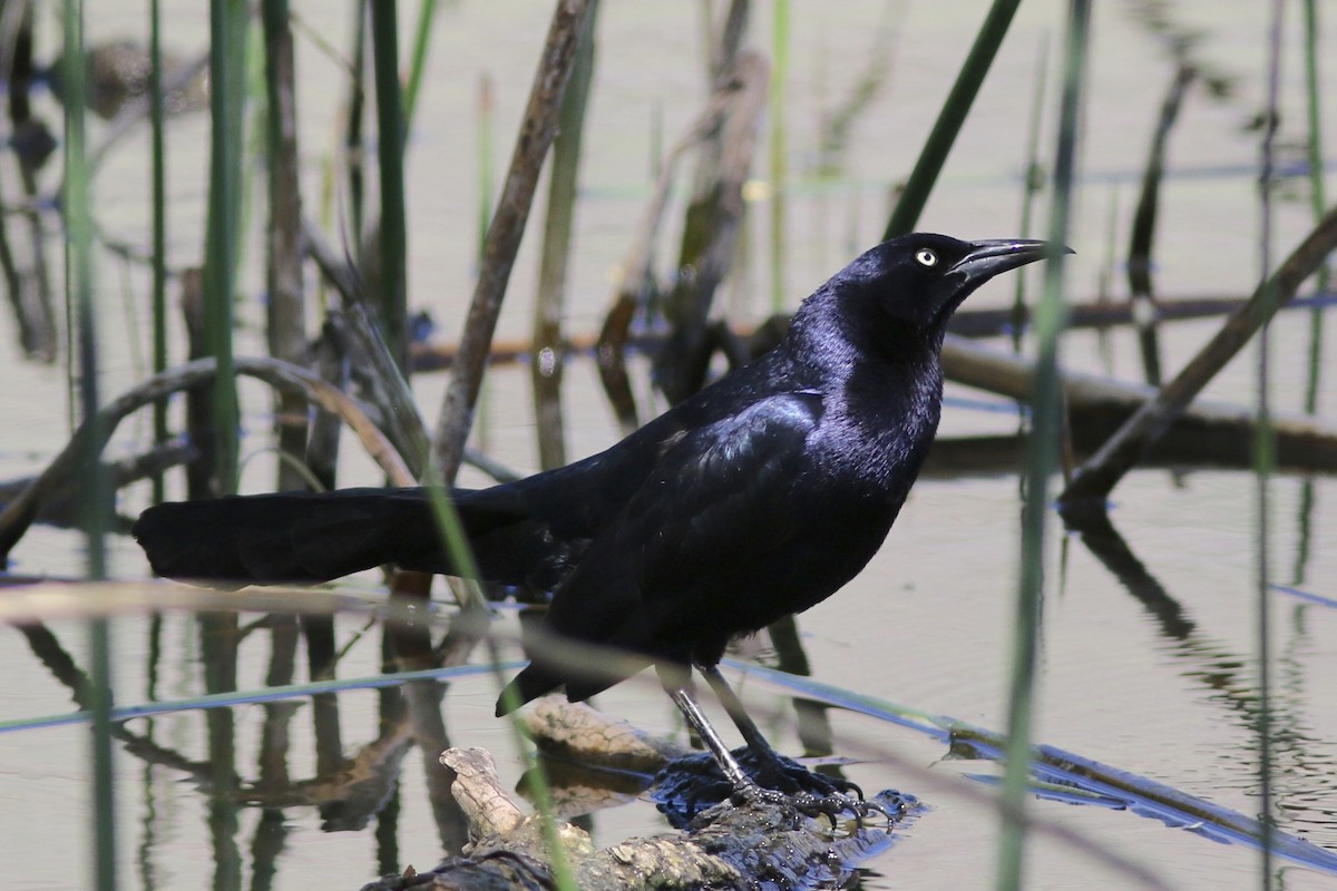 Great-tailed Grackle - ML59237351