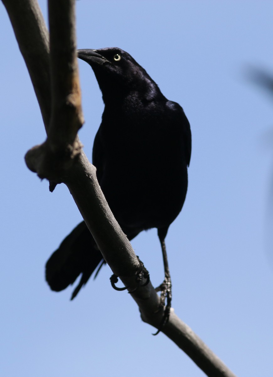 Great-tailed Grackle - ML59237361