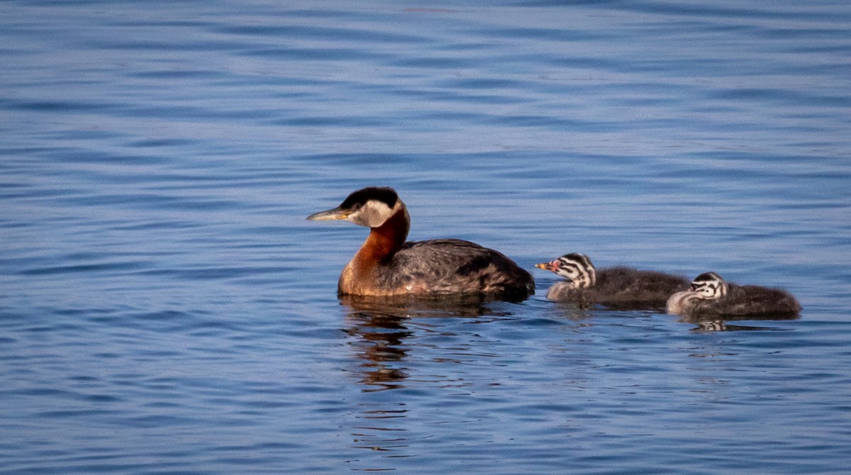 Red-necked Grebe - ML592376991