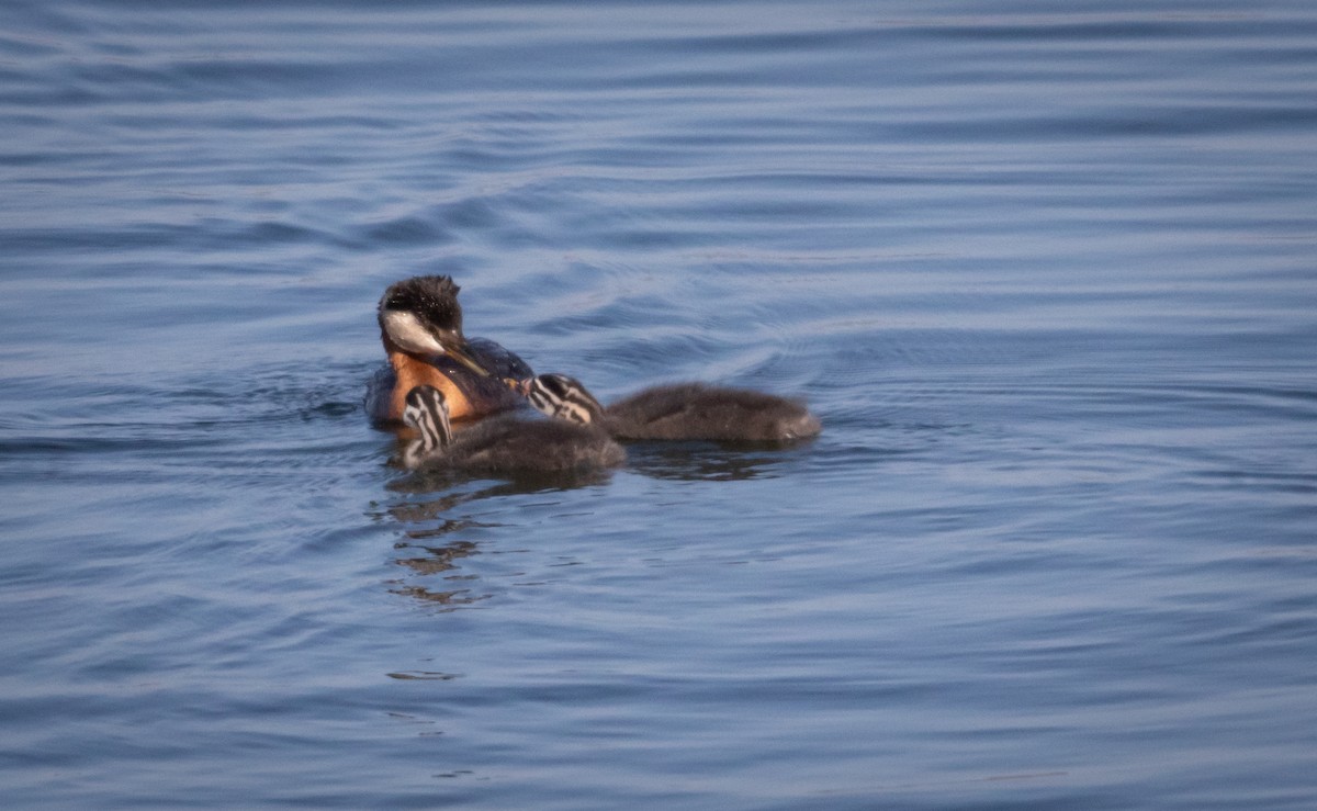 Red-necked Grebe - ML592377011