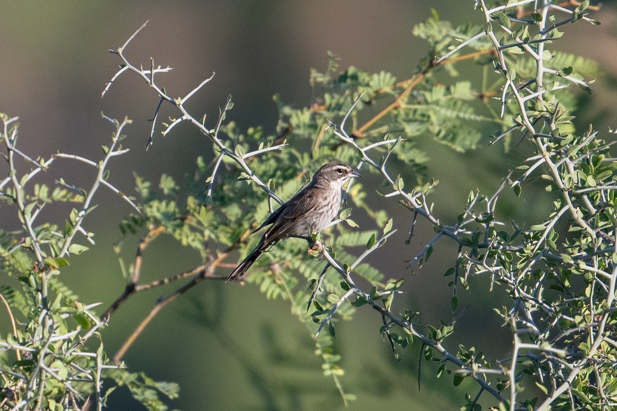 Black-throated Sparrow - ML592379601