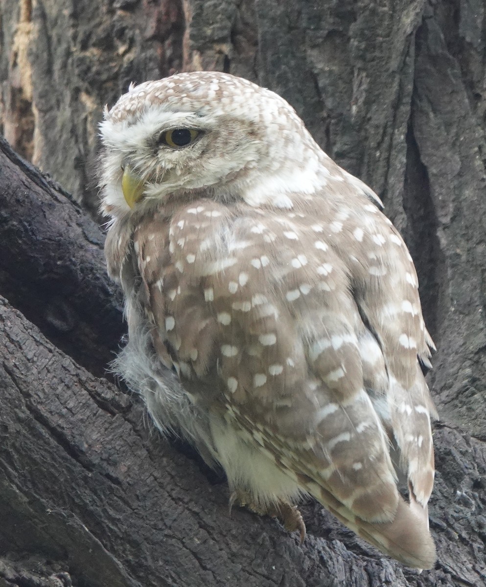 Spotted Owlet - ML592384281