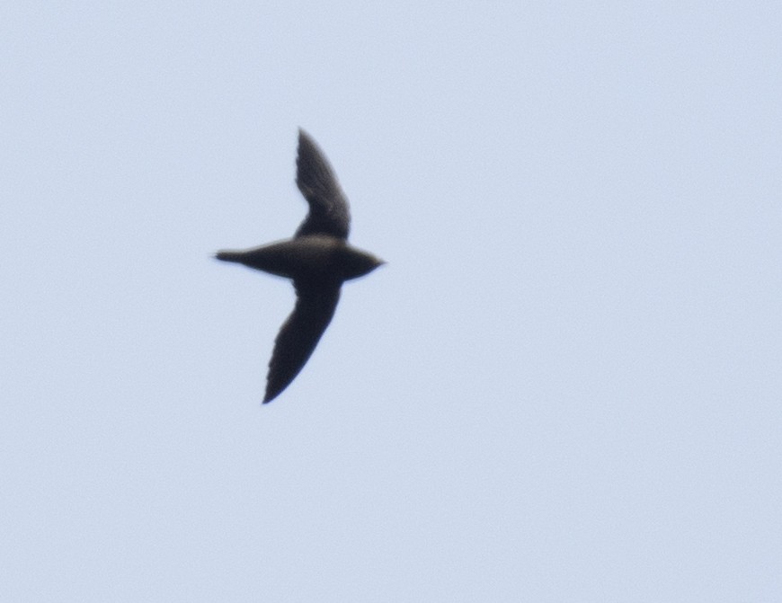 Brown-backed Needletail - ML592384681