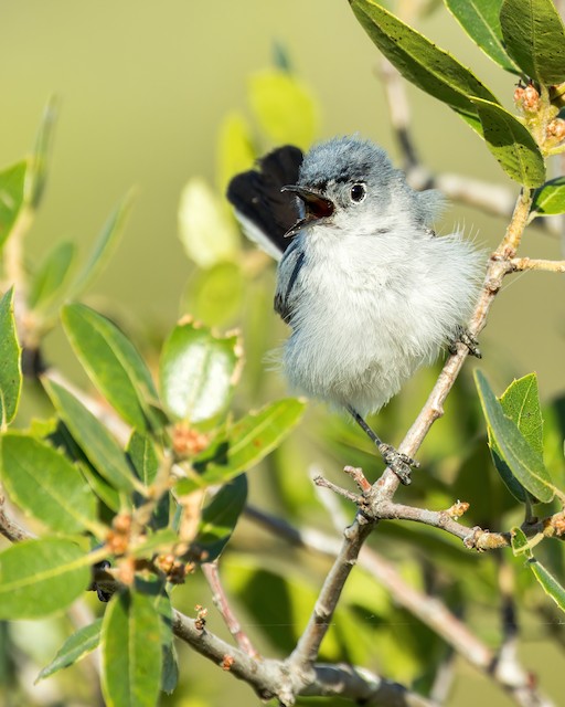 BLUE-GRAY GNATCATCHER – Birds of Nebraska – Online