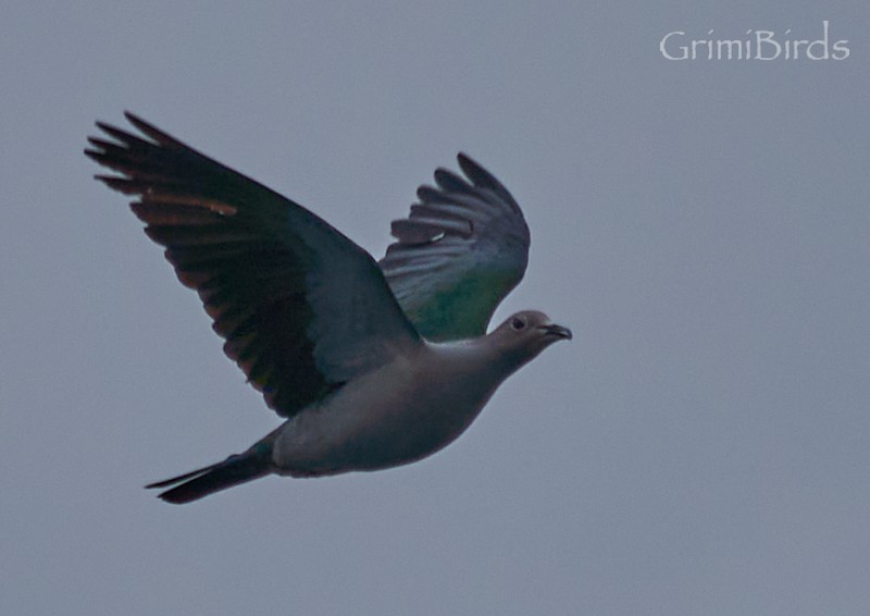 Green Imperial-Pigeon - Ramon Grimalt