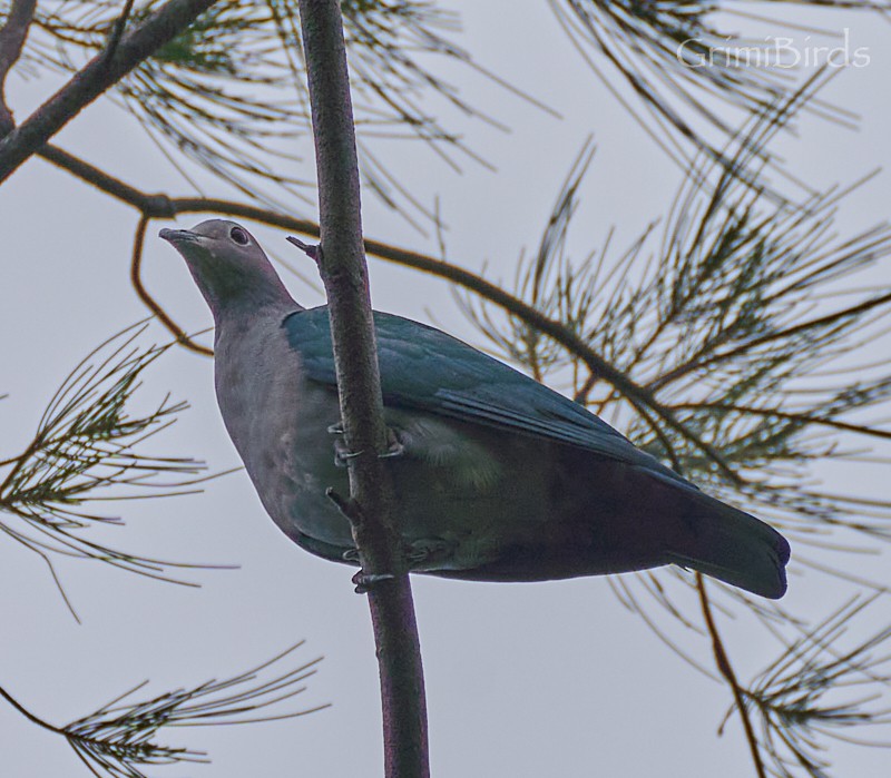 Green Imperial-Pigeon - ML592391921