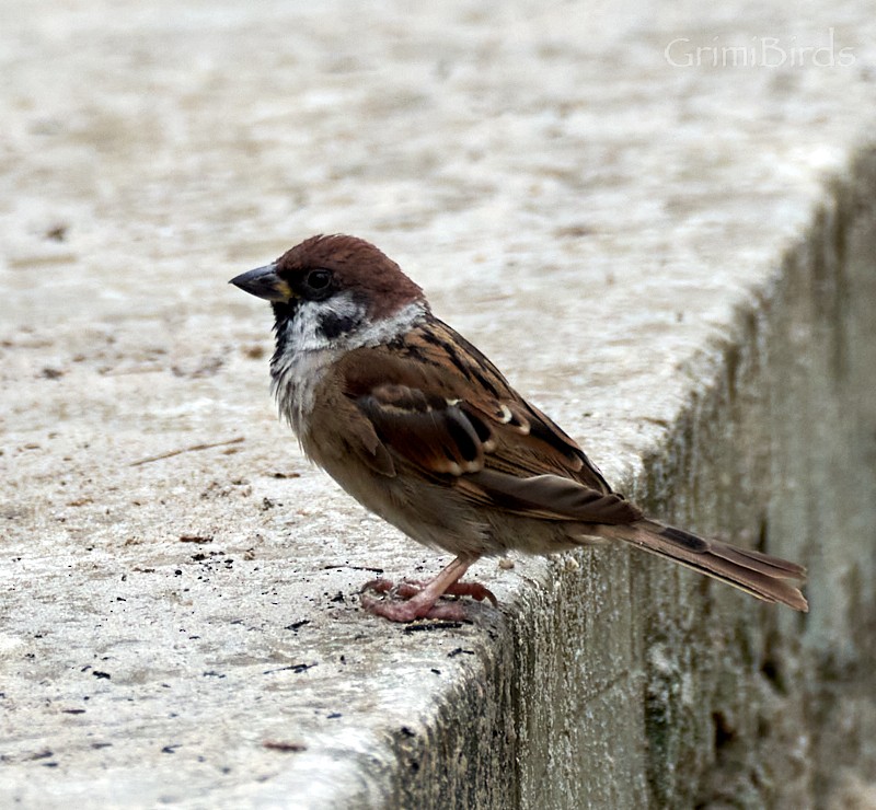 Eurasian Tree Sparrow - ML592392071