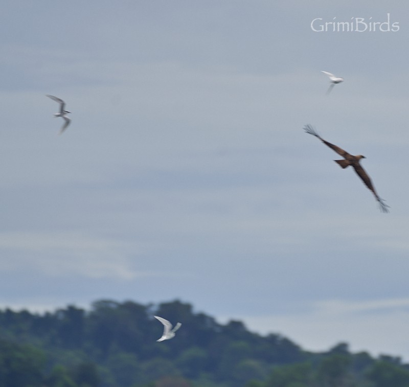 Great Crested Tern - ML592392091